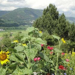 Sonnenblumen am Gartenzaun.jpg