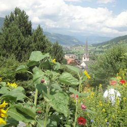 Blumen gepflegt und gehegt von Elisabeth.jpg