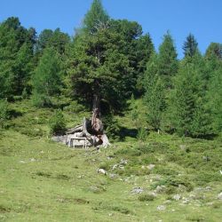 Der Weg zu den Roisanin Seen - eine verwitterte Zirbe.jpg